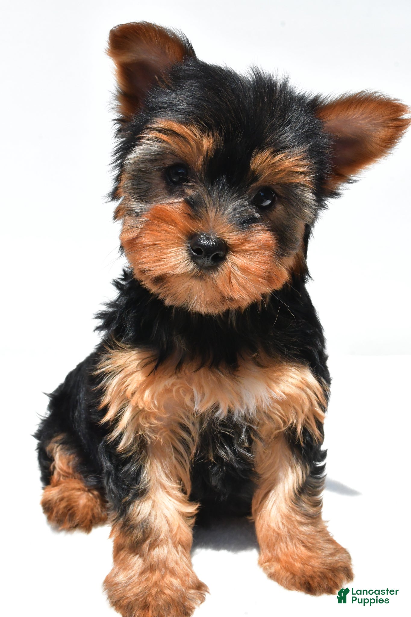 Yorkshire Terrier dogs Joy - Ad 1