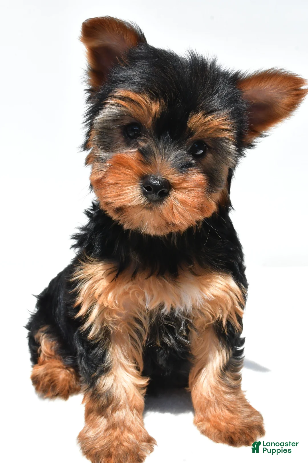 Yorkshire Terrier dogs for sale: Joy - Ad 1