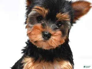 Yorkshire Terrier dogs for sale: Joy - Ad 4