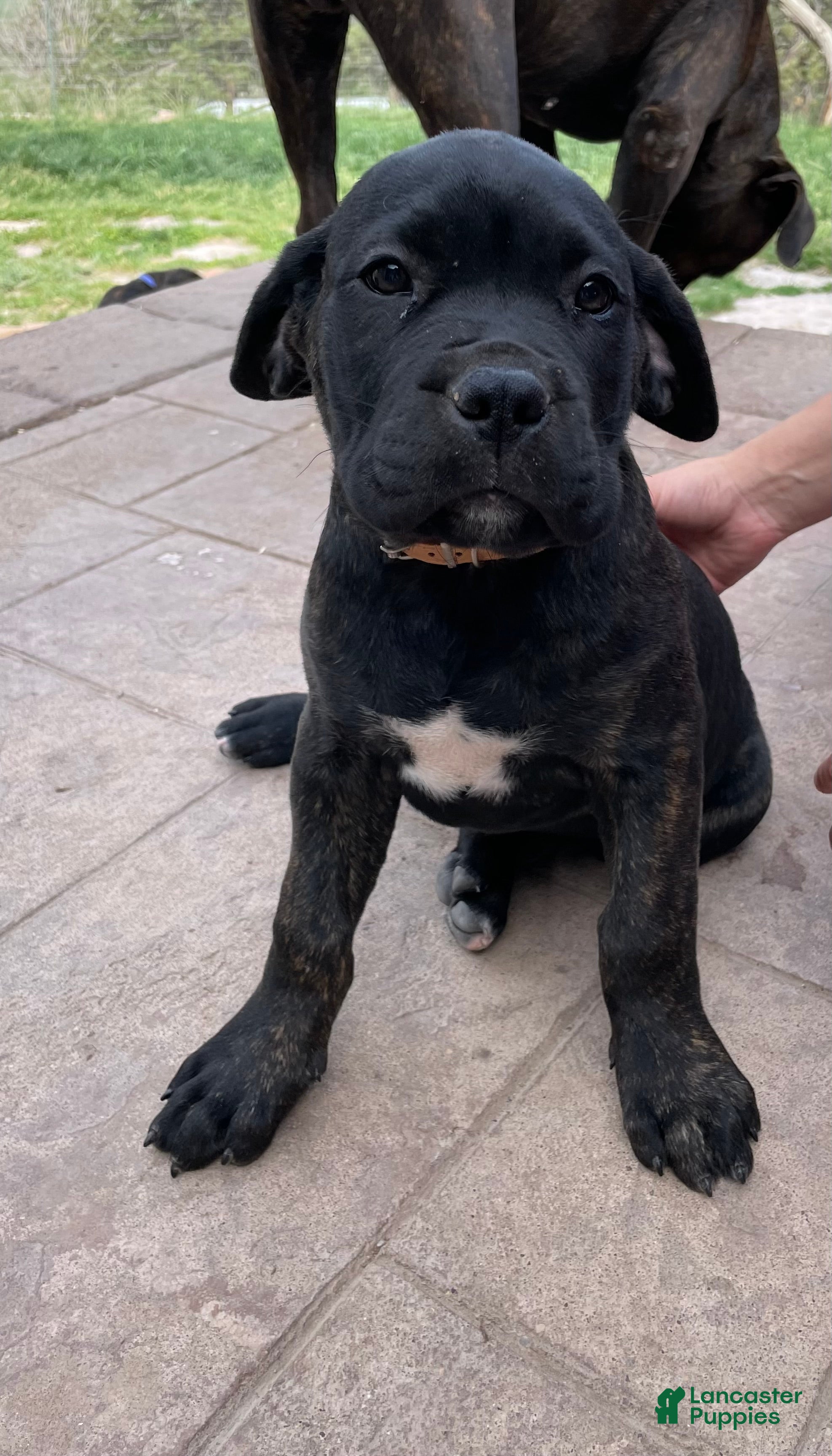 Cane Corso dogs Cane Corso Puppy 3 - Ad 1