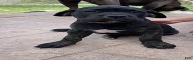 Cane Corso Puppy 3