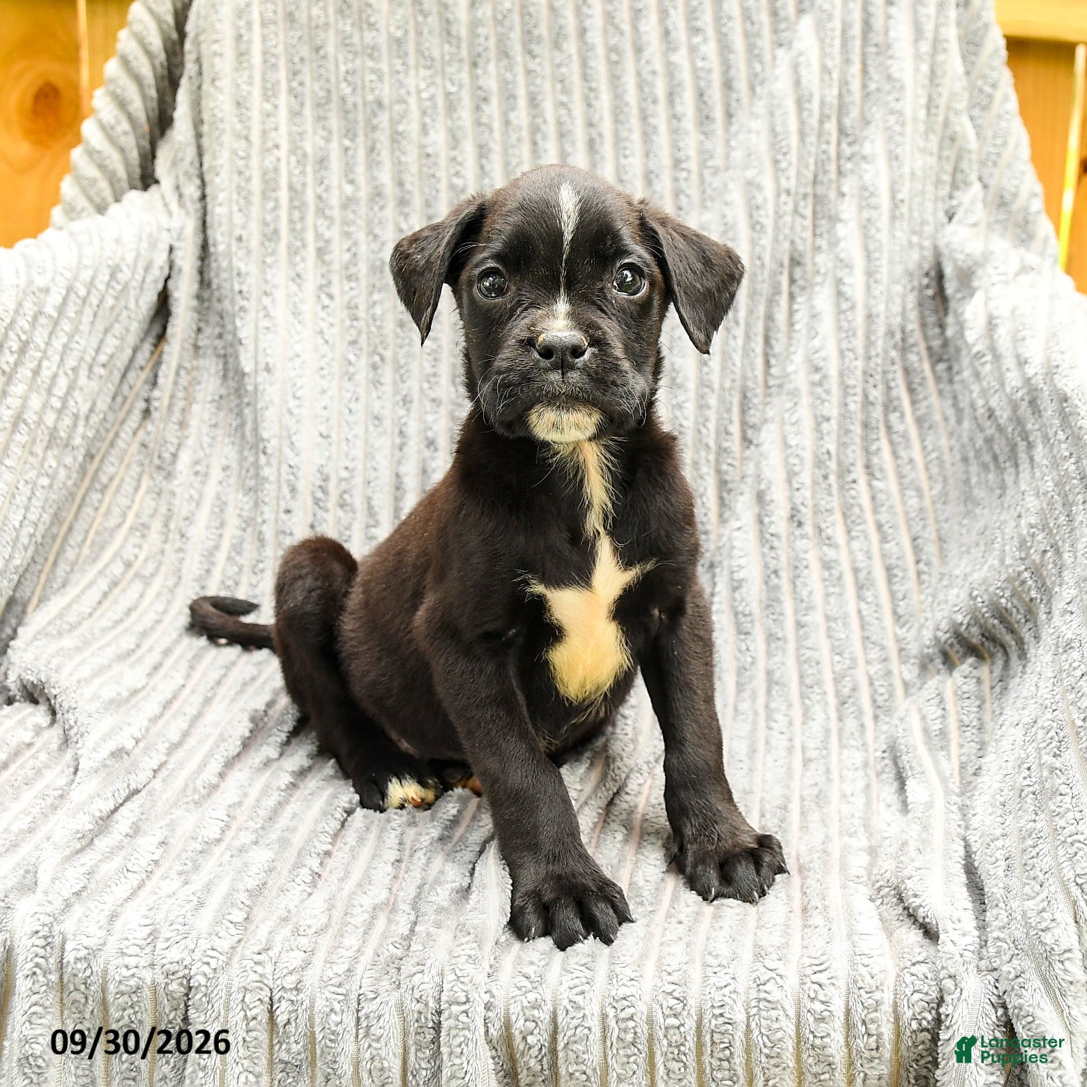 Mixed Breed dogs Roman - Ad 2