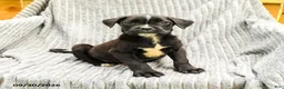Mixed Breed dogs for sale: Roman - Ad 2
