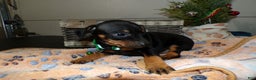 Miniature Pinscher dogs for sale: Miniature Pinscher Puppy 1 Tommy - Ad 1