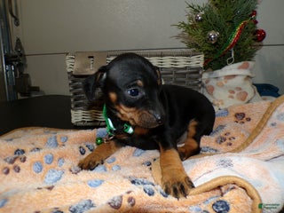 Miniature Pinscher dogs Miniature Pinscher Puppy 1 Tommy - Ad 31