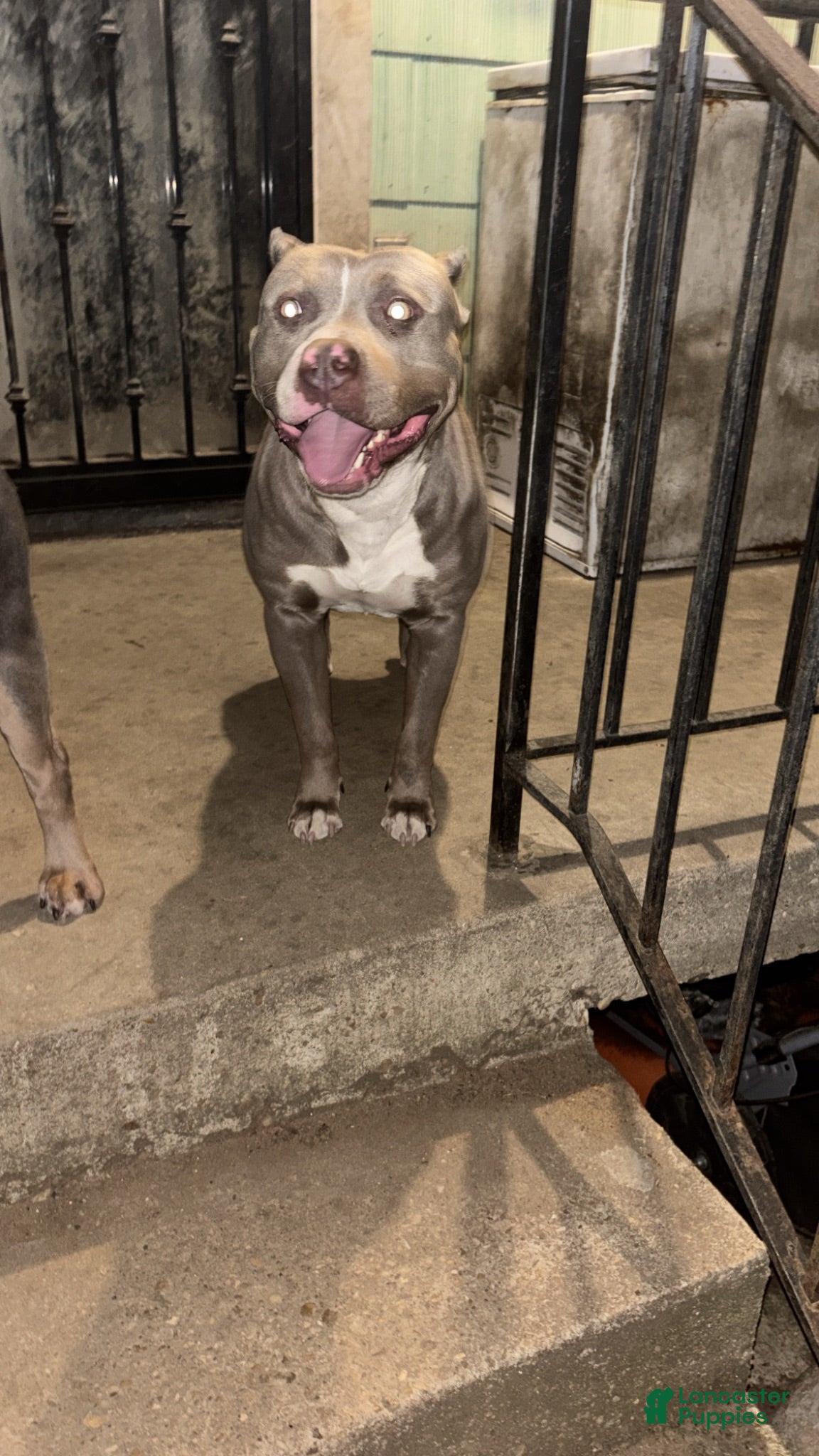 American Bully dogs American Bully 3 - Ad 2