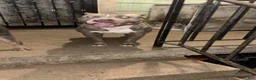 American Bully dogs for sale: American Bully 3 - Ad 2