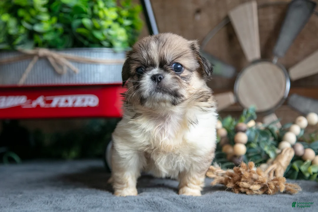 Pekingese dogs for sale: Sheila - Ad 3