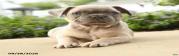 French Bulldog dogs for sale: Pierre - Ad 3
