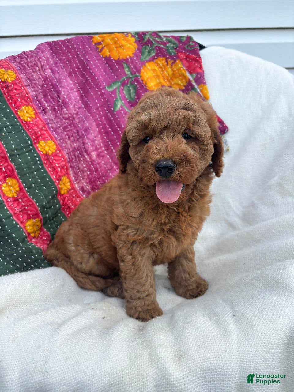 Mini Goldendoodle dogs Hermione  - Ad 2