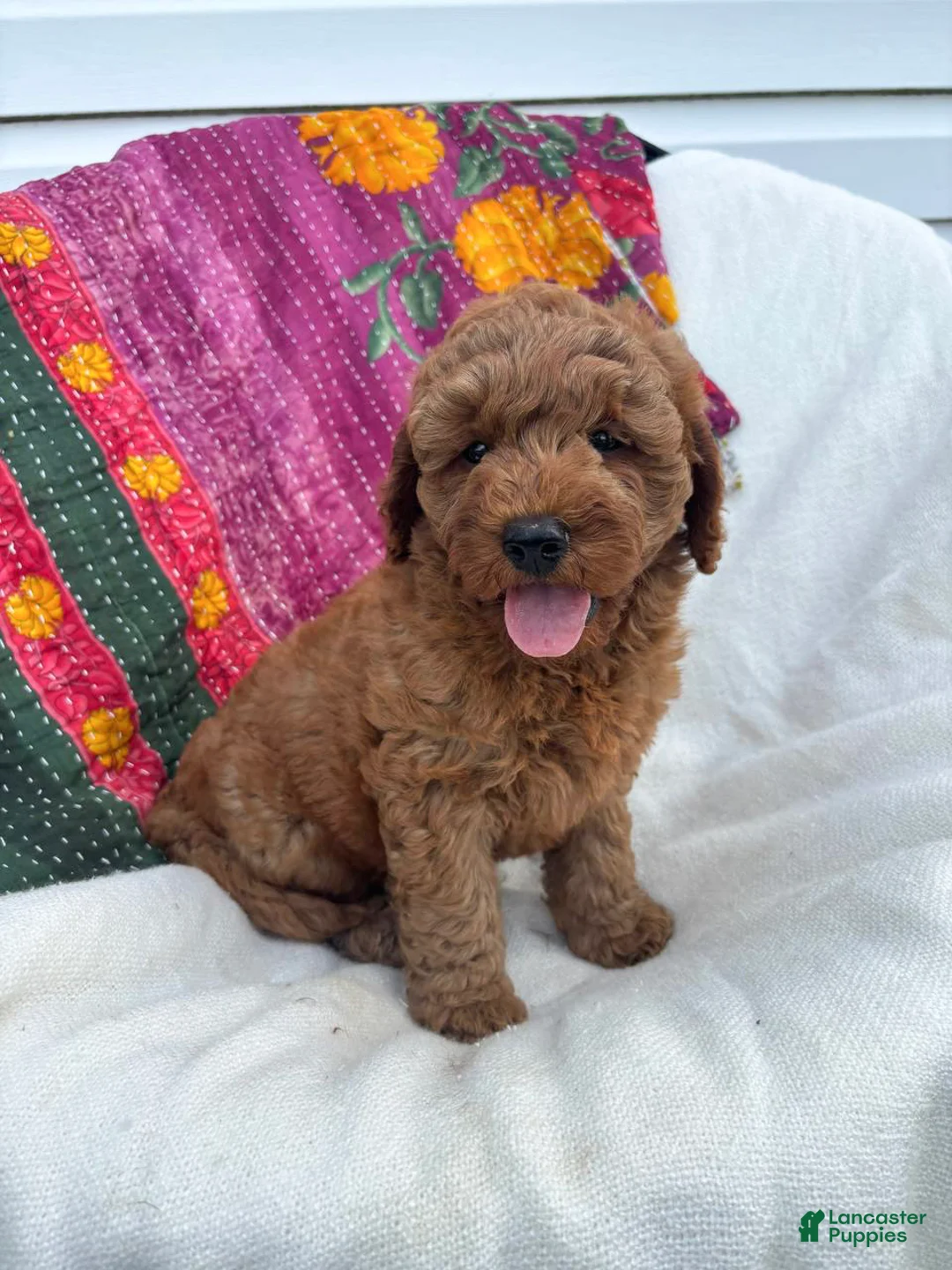 Mini Goldendoodle dogs for sale: Hermione  - Ad 2