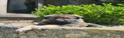German Shepherd dogs for sale: Slate - Ad 4