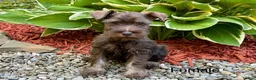 Miniature Schnauzer dogs for sale: Heather - Ad 1