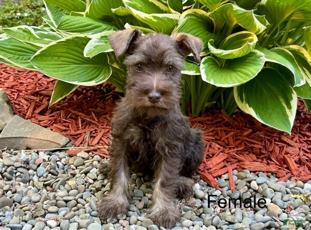 Miniature Schnauzer dogs for sale: Heather - Ad 1