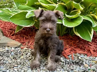 Miniature Schnauzer dogs Heather - Ad 41
