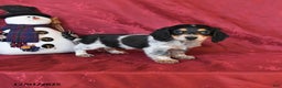 Dachshund dogs for sale: Holly - Ad 1