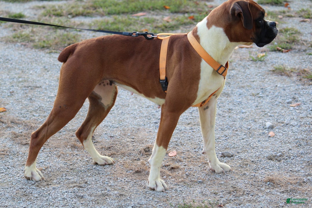 Gallery Image {{count}}