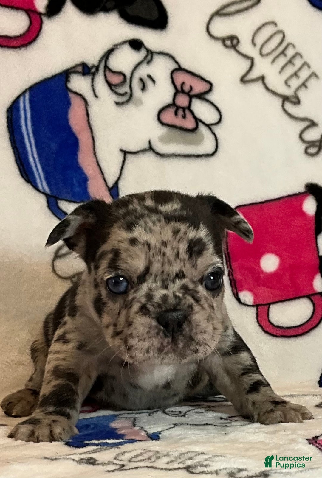 French Bulldog dogs for sale: Shell - Ad 16