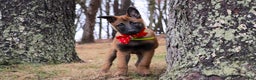 Belgian Malinois dogs for sale: Aria - Ad 1