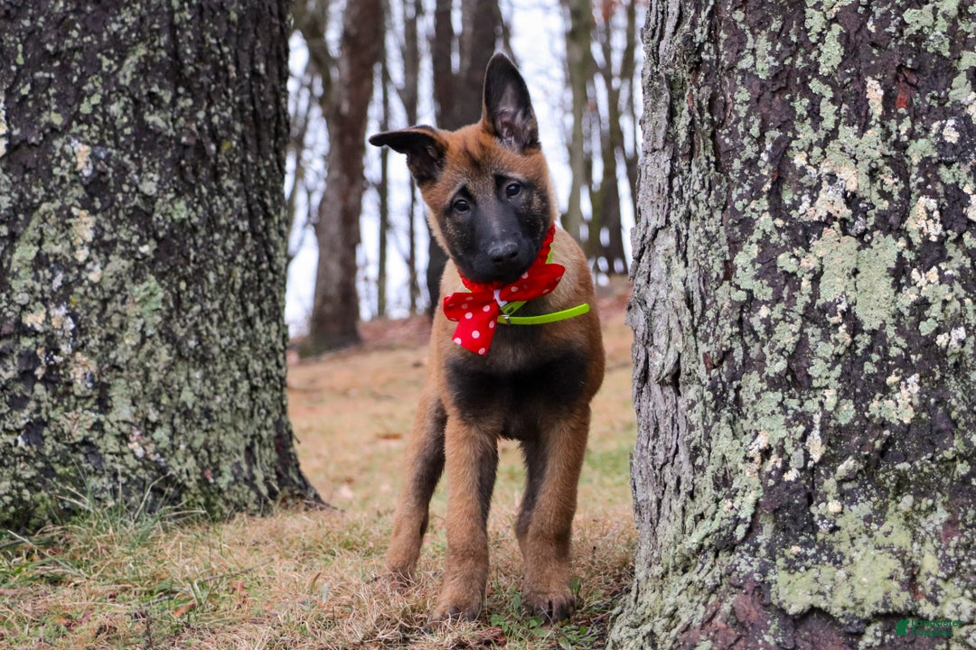Belgian Malinois dogs for sale: Aria - Ad 1