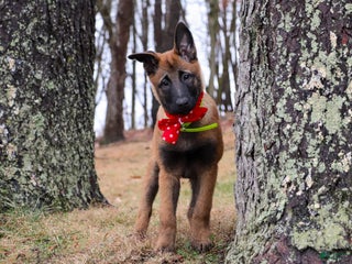 Belgian Malinois dogs Aria - Ad 26