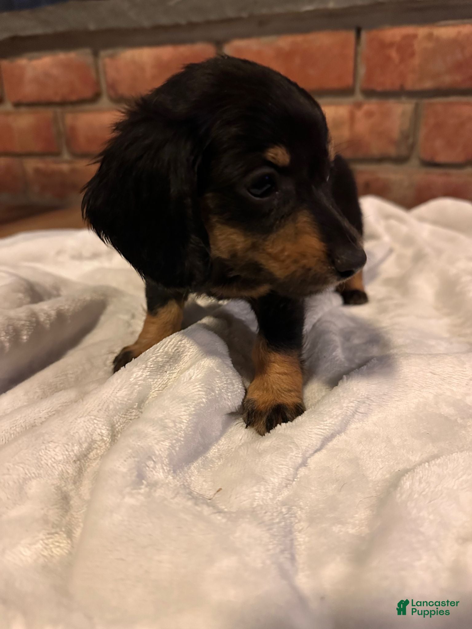 Dachshund dogs Female Three - Ad 2