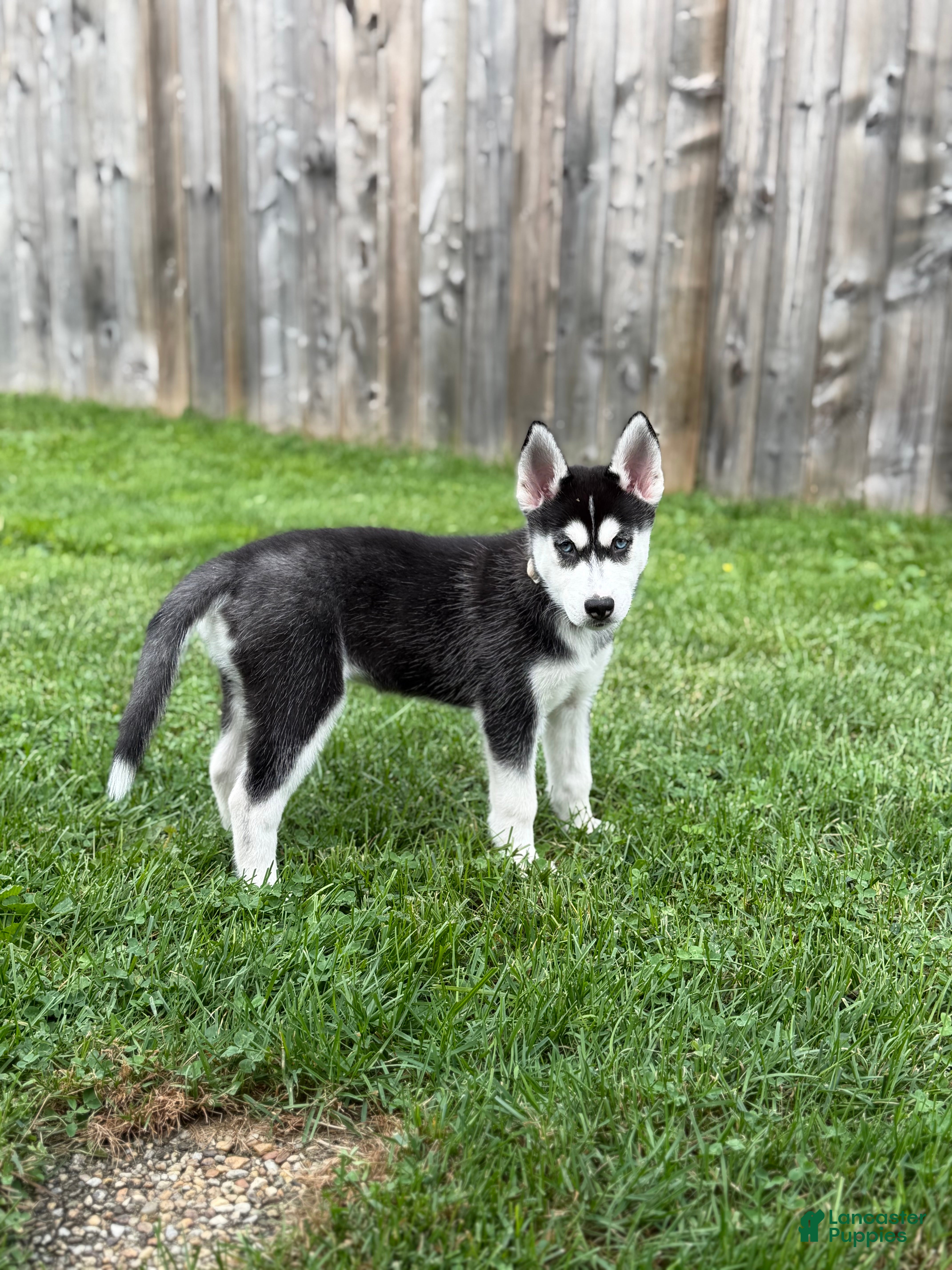 Siberian Husky dogs Sadie - Ad 32