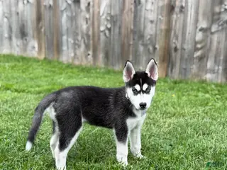 Siberian Husky dogs Sadie - Ad 32