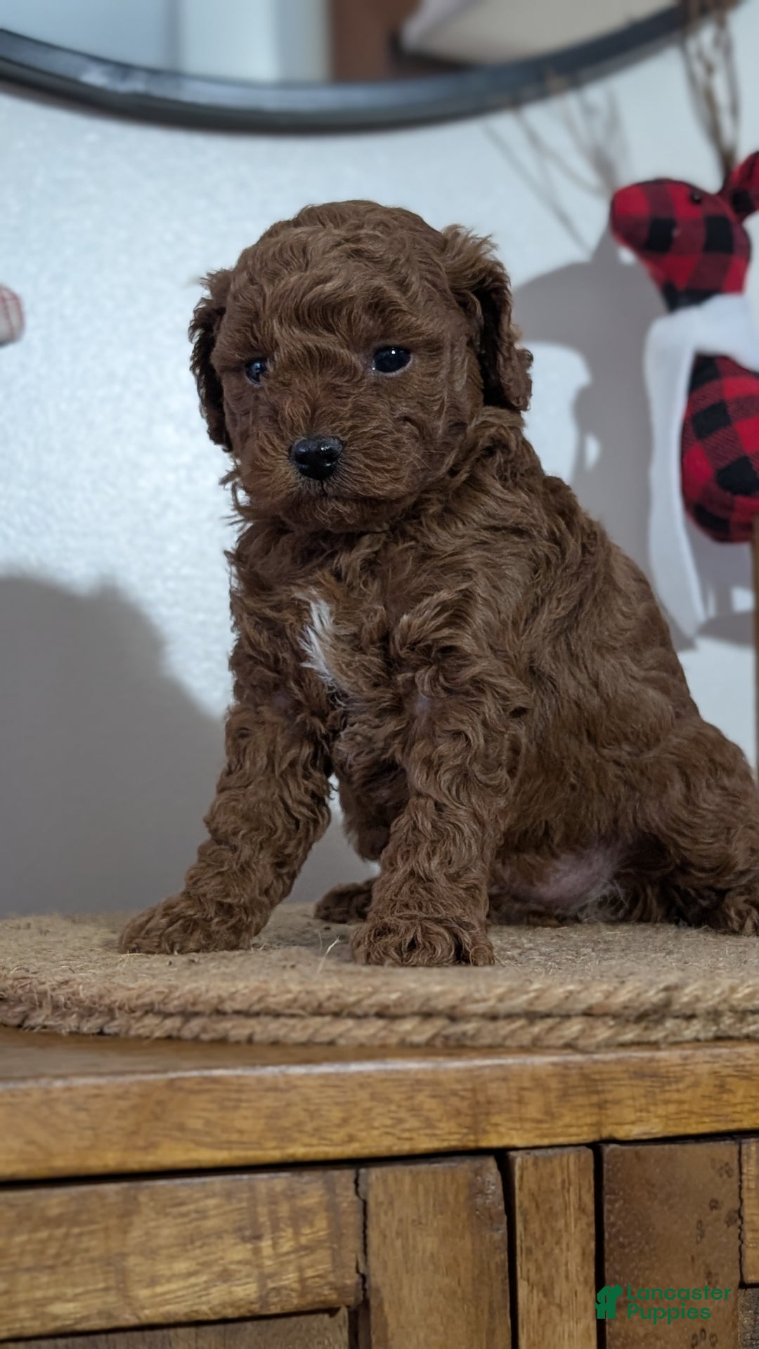 Miniature Poodle dogs for sale: Moby - Ad 2