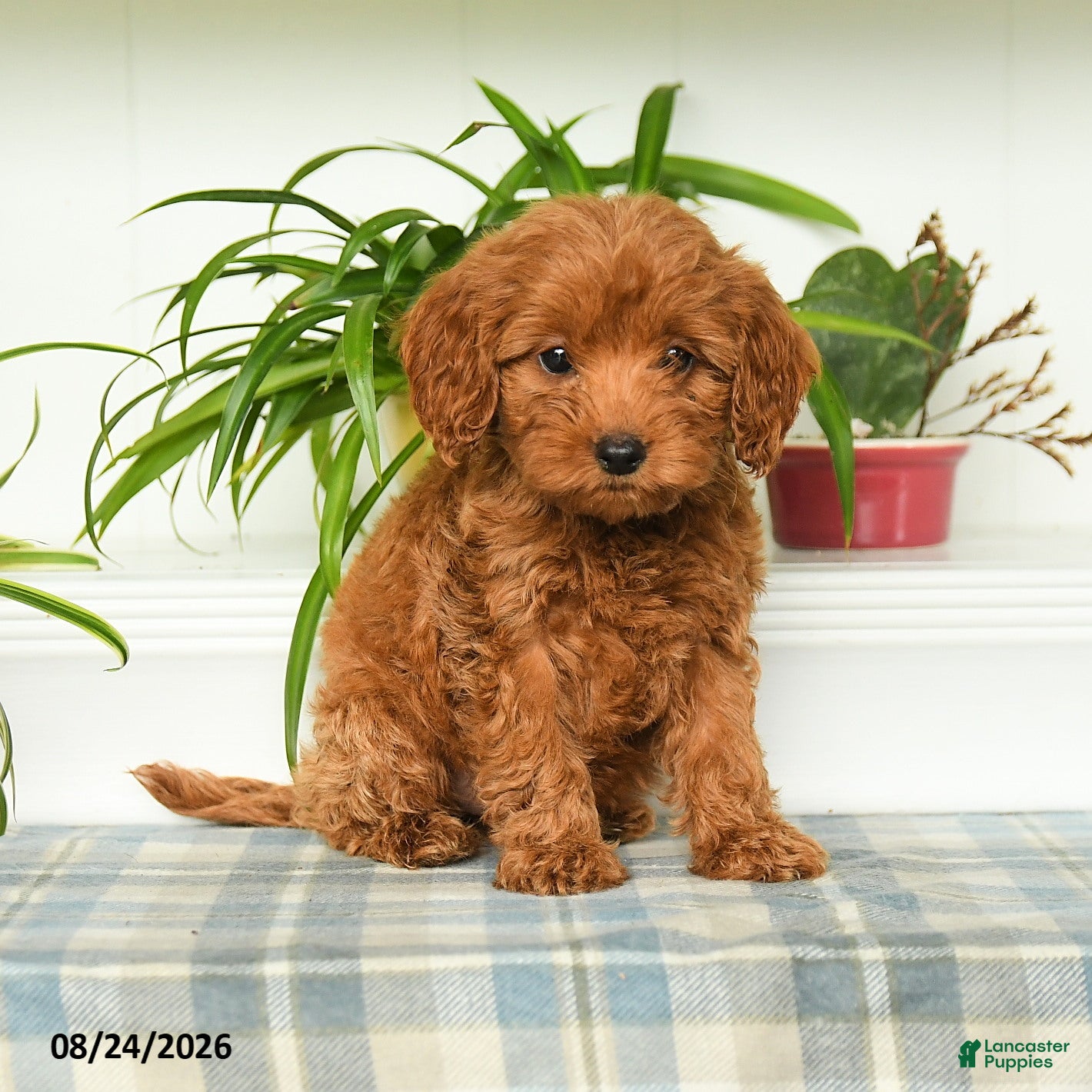Mini Goldendoodle dogs Tori - Ad 2