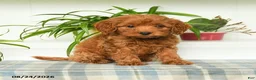 Mini Goldendoodle dogs for sale: Tori - Ad 2
