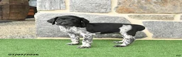 German Shorthaired Pointer dogs for sale: Rocket - Ad 3