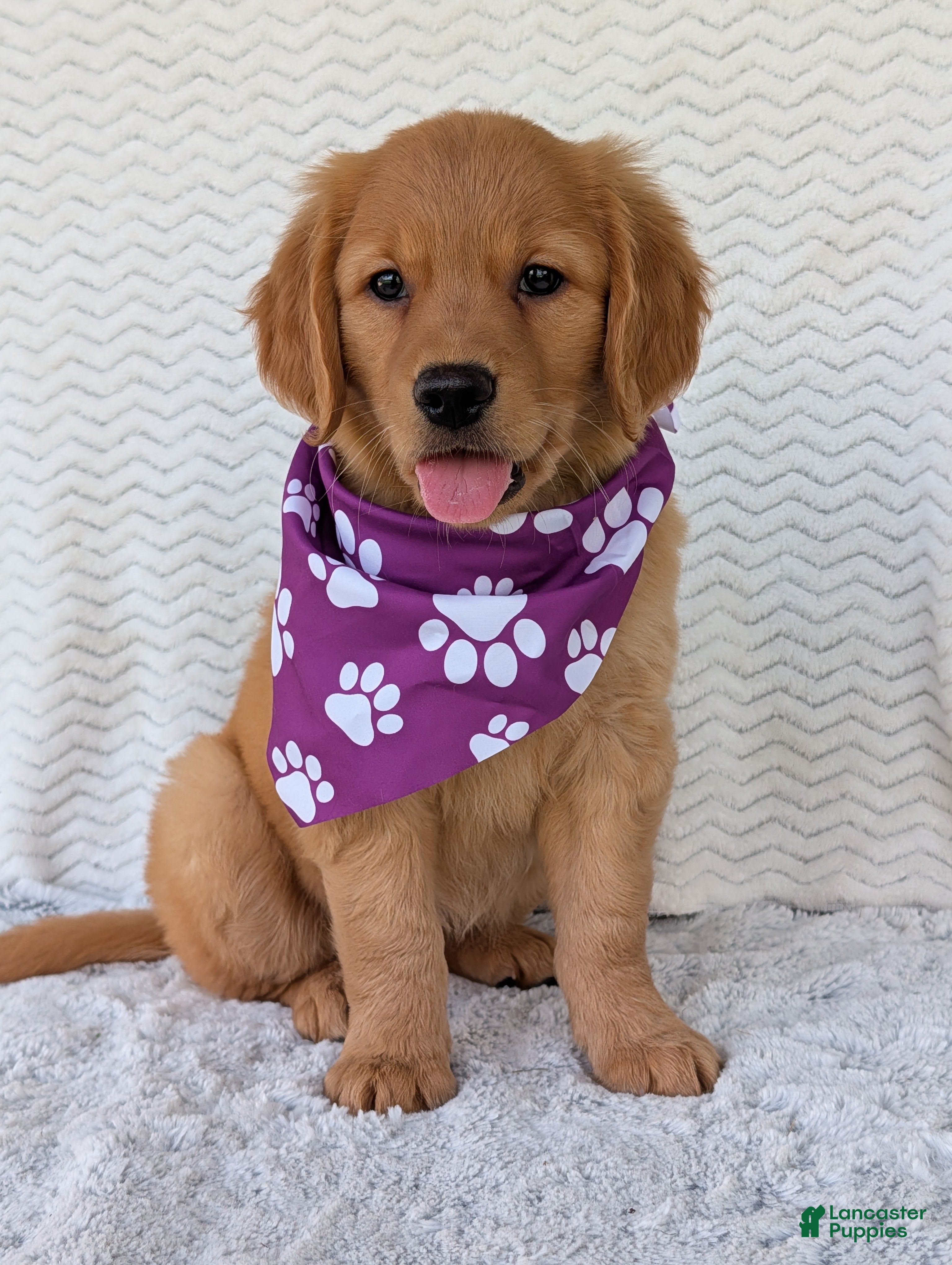 Golden Retriever dogs Miss Pippa  - Ad 1