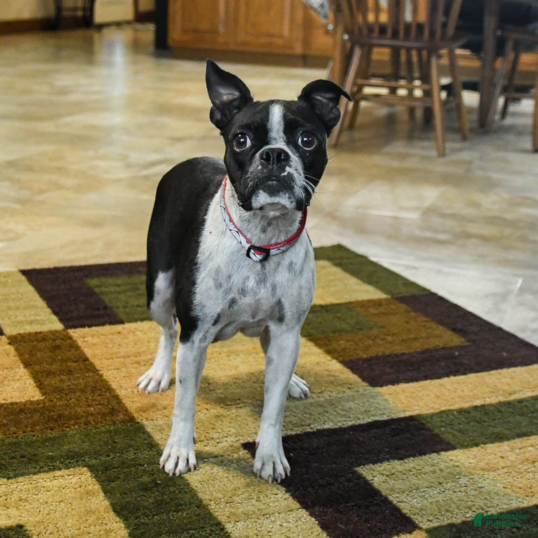 Boston Terrier dogs for sale: Lexie - Ad 6