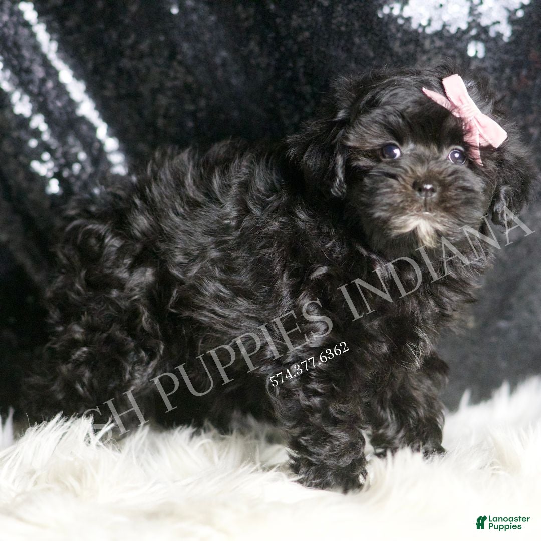 Maltipoo dogs for sale: Natalie - Ad 4