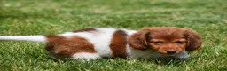 Miniature Dachshund dogs for sale: Peanut - Ad 6
