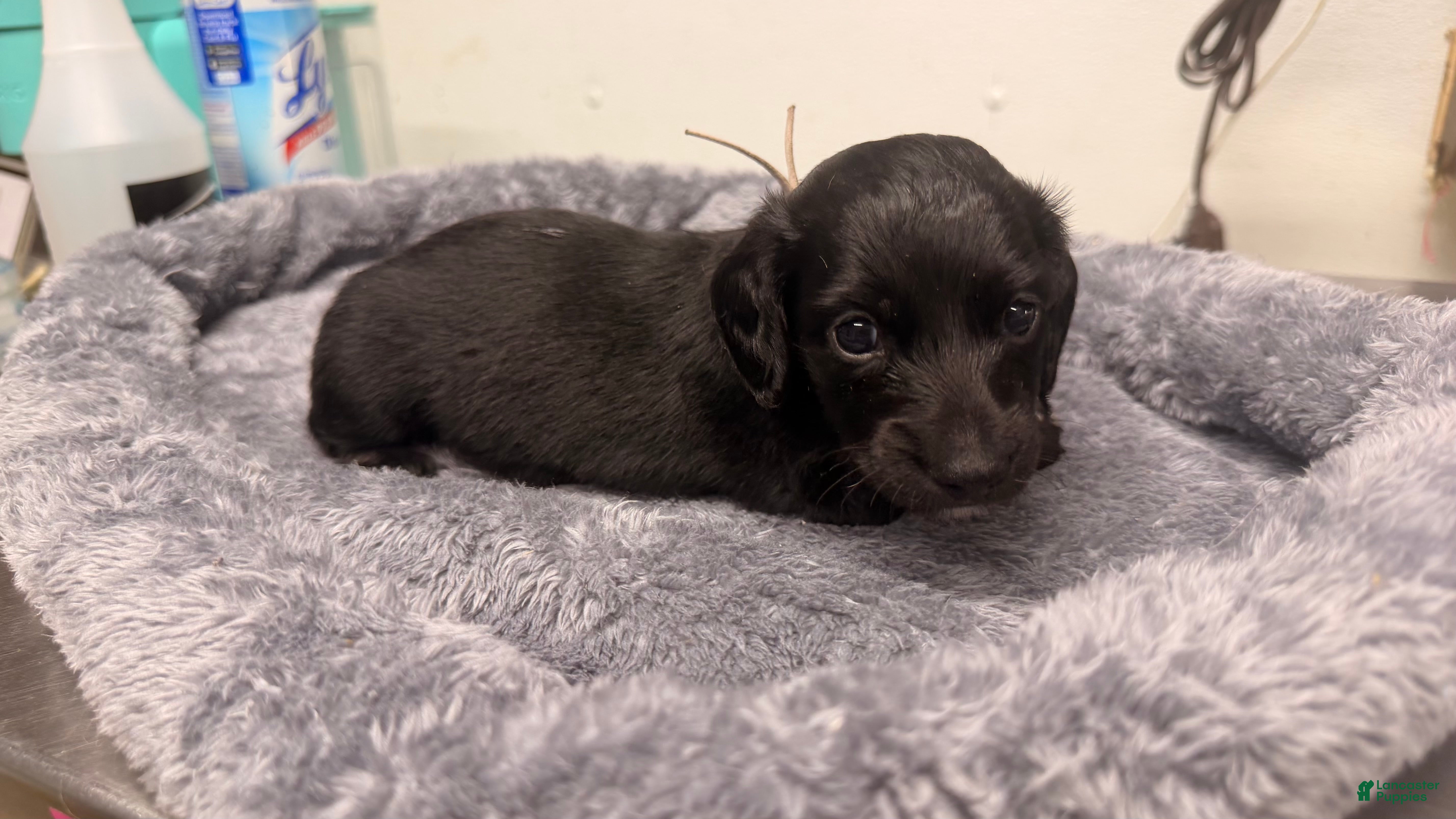 Miniature Dachshund dogs Miniature Dachshund 6 - Ad 1