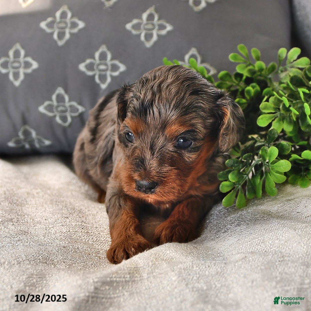 Cavachon dogs for sale: Chai  - Ad 8