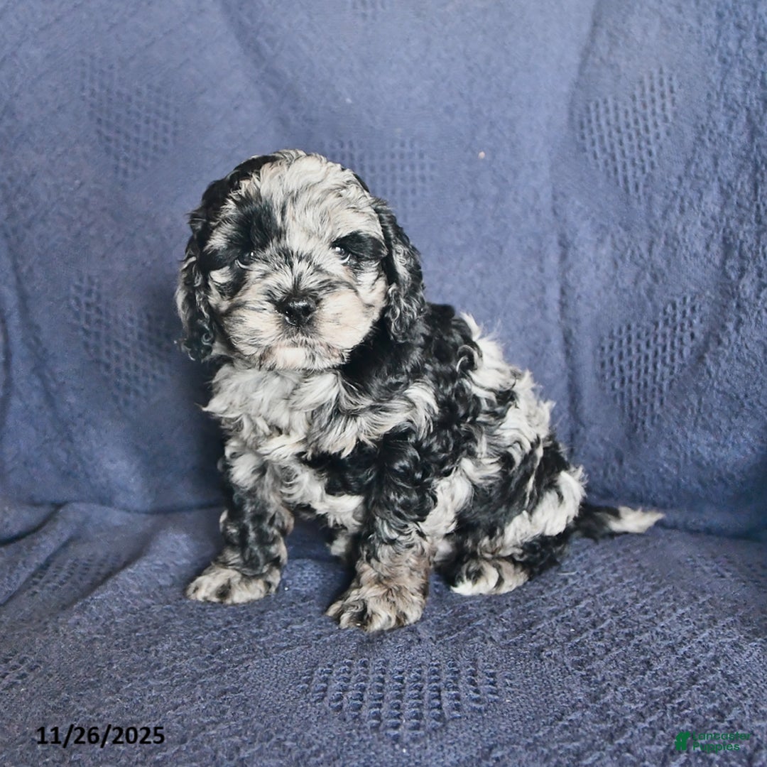 Cockapoo dogs for sale: Frosty - Ad 1