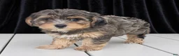 Yorkiepoo dogs for sale: Harrison - Ad 1