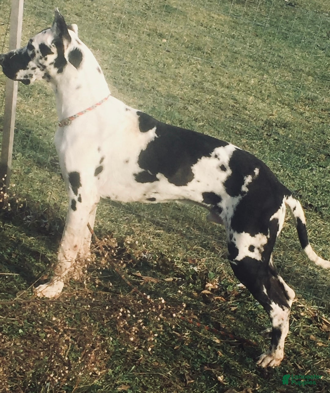 Great Dane dogs for sale: Asher - Ad 4
