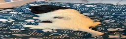Shih Tzu dogs for sale: Shih Tzu Puppy 2 - Ad 6