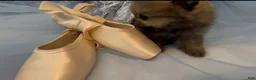 Pomeranian dogs for sale: Biscotti - Ad 21