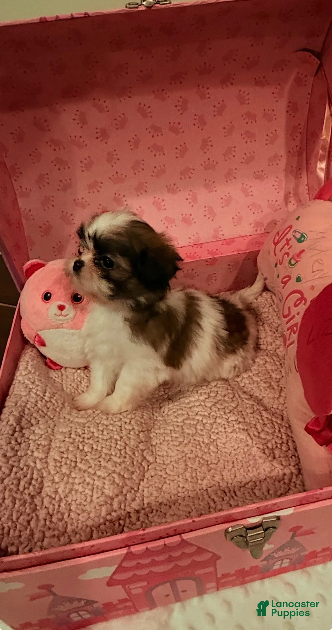 Shih Tzu dogs for sale: Shih Tzu Puppy 2 - Ad 3