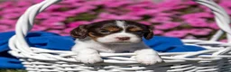 Cavalier King Charles Spaniel dogs for sale: Cavalier King Charles Spaniel 1 - Ad 4