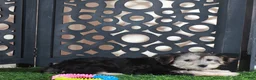 Yochon dogs for sale: Ava Gorgeous Female Yochon Puppy - Ad 3