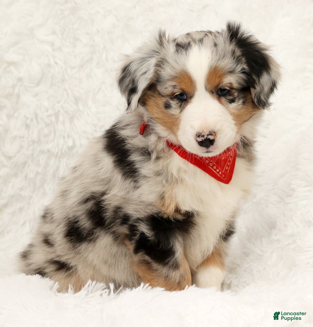 Australian Shepherd dogs for sale: River - Ad 8