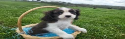 Cavalier King Charles Spaniel dogs for sale: Cavalier King Charles Spaniel Puppy 1 - Ad 4