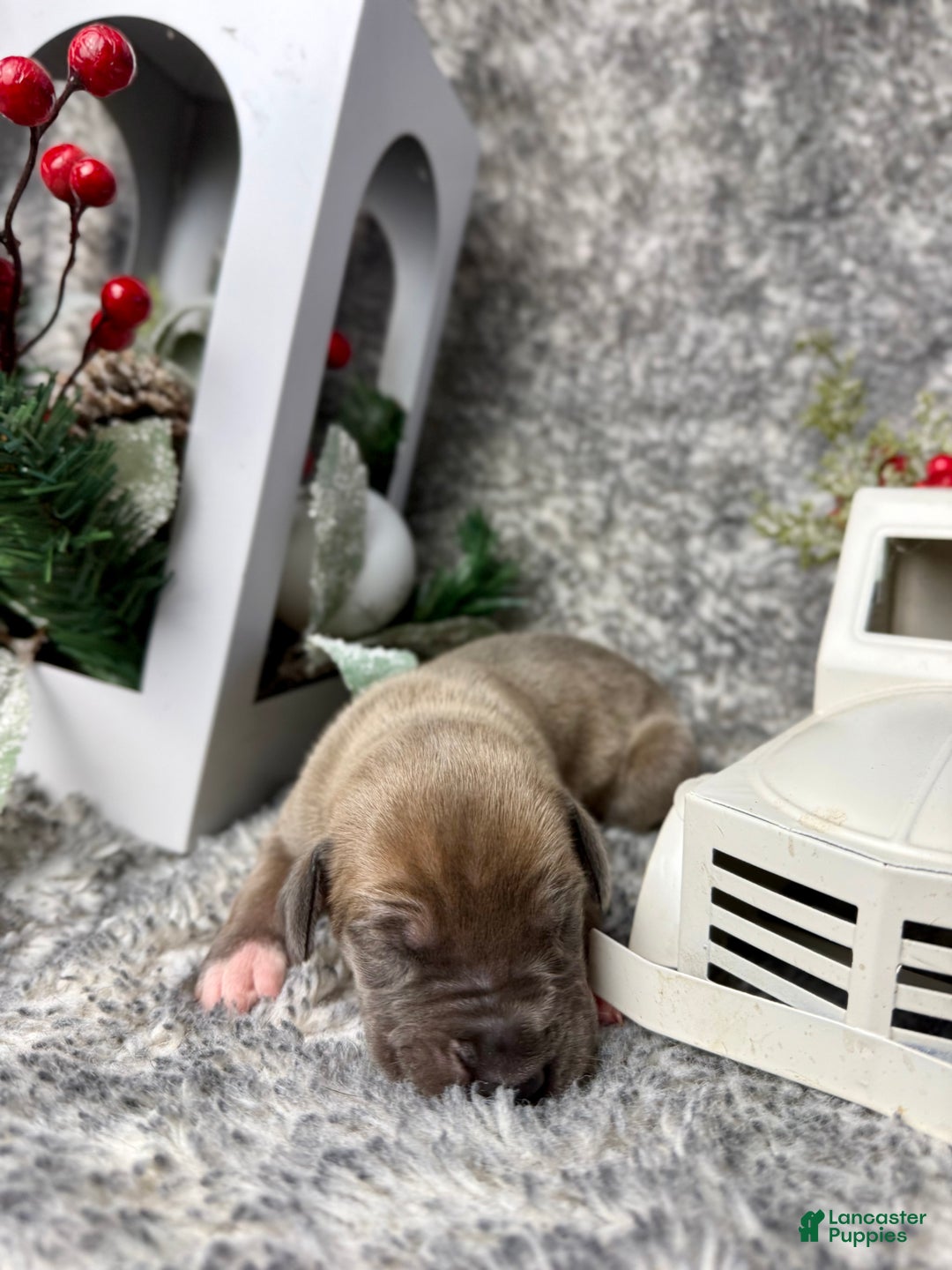 Great Dane dogs for sale: Professor McGonagall - Ad 2