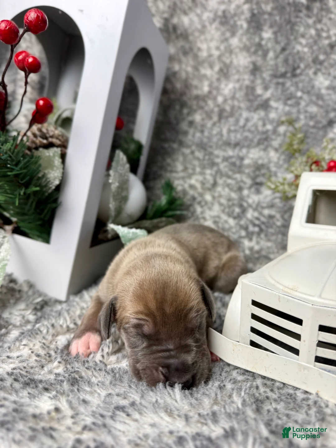 Great Dane dogs for sale: Blue Fawn (Heavy Euro) - Ad 12